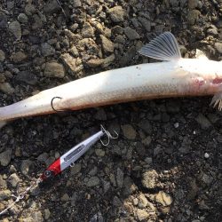 太刀魚のみハマチの姿は無し